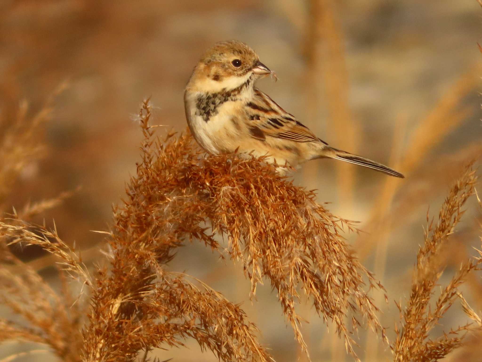 Photo of Pallas's Reed Bunting at 多摩川二ヶ領宿河原堰 by ゆ