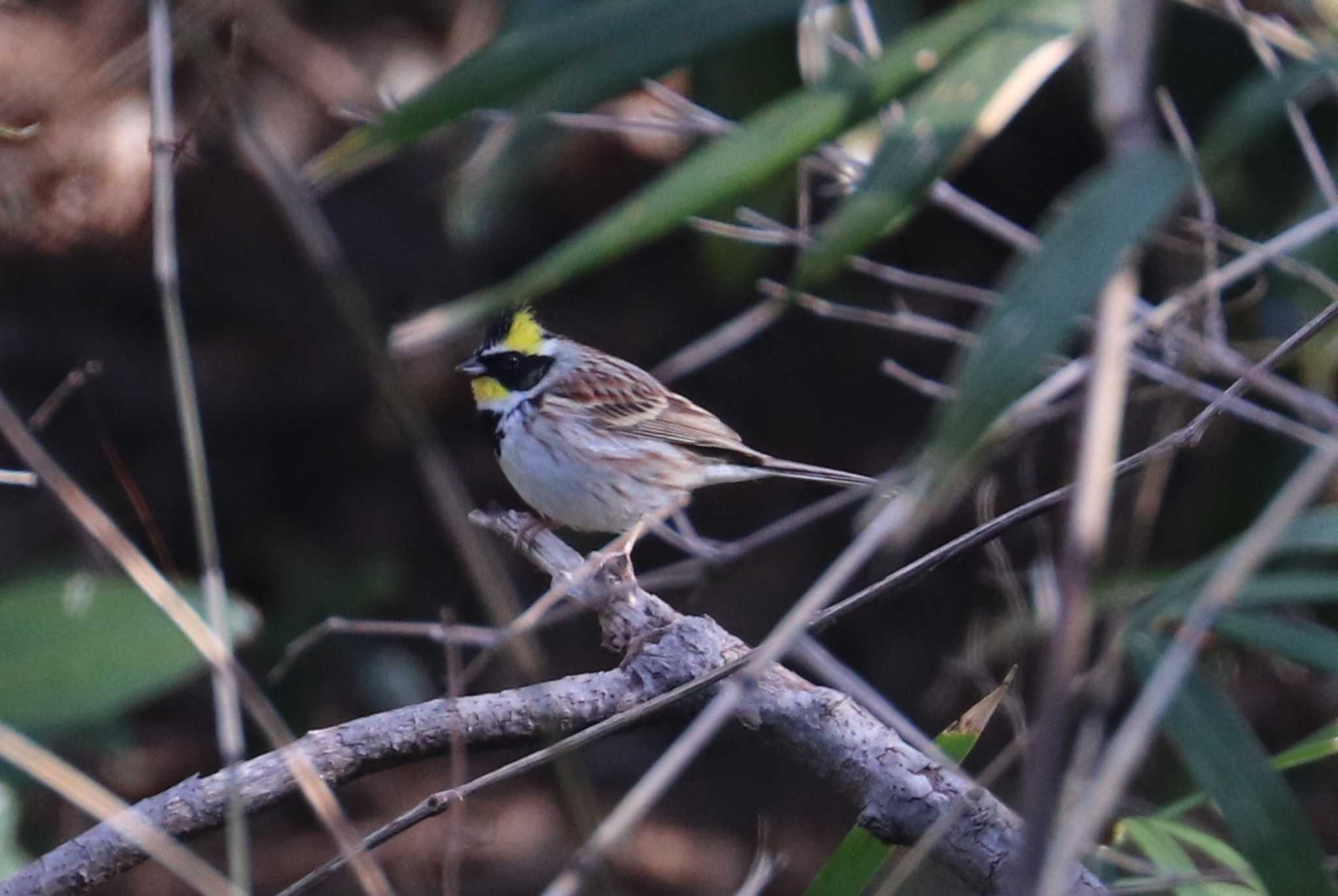 Photo of Yellow-throated Bunting at 地島(宗像) by 鳥茶漬け