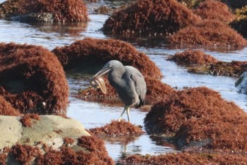 Pacific Reef Heron 地島(宗像) Mon, 2/12/2024