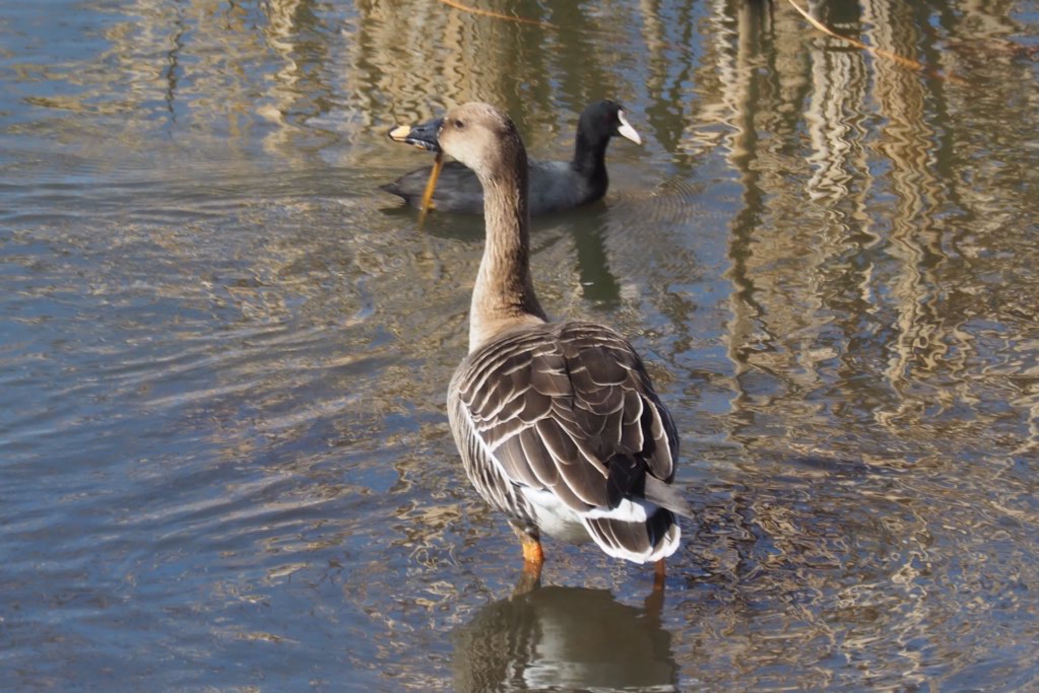 Photo of Taiga Bean Goose at 境川遊水池 by ぬま