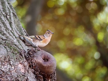 Brambling Yoyogi Park Fri, 2/16/2024