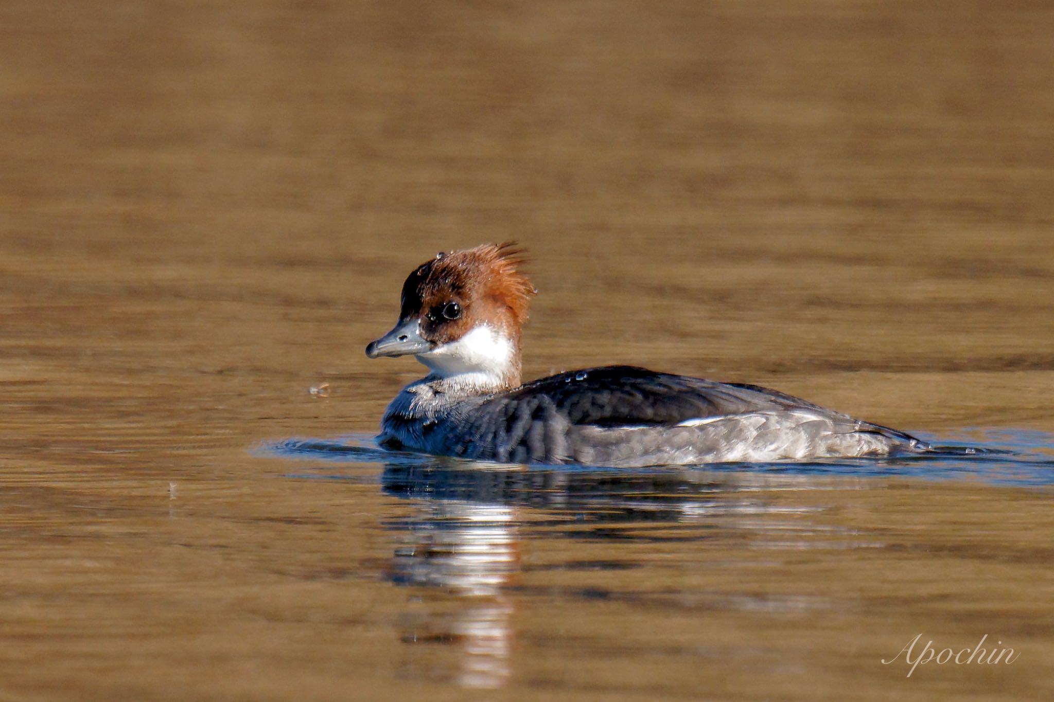 Photo of Smew at Shin-yokohama Park by アポちん