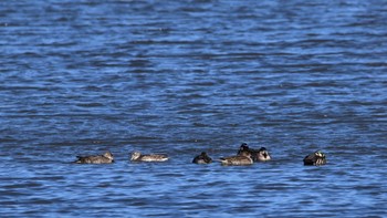 Baikal Teal 磐田大池 Sun, 2/11/2024