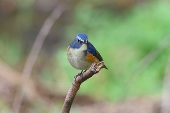 ルリビタキ 明石公園 2024年1月4日(木)