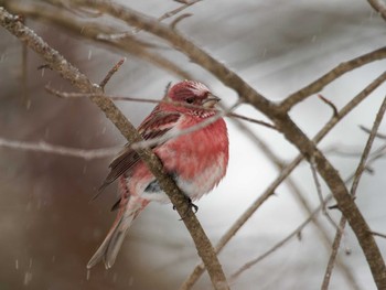 Pallas's Rosefinch 岡谷林道 Sun, 2/11/2024