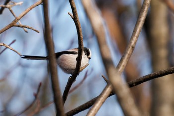 Long-tailed Tit Unknown Spots Sun, 2/11/2024