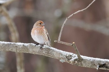 Pallas's Rosefinch 岡谷林道 Sun, 2/11/2024