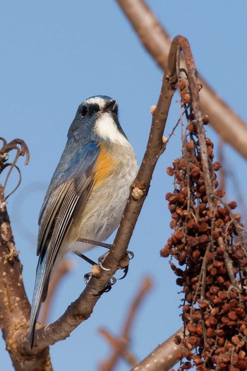 Red-flanked Bluetail Unknown Spots Sun, 2/11/2024