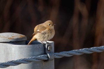 Daurian Redstart 岡谷林道 Sun, 2/11/2024