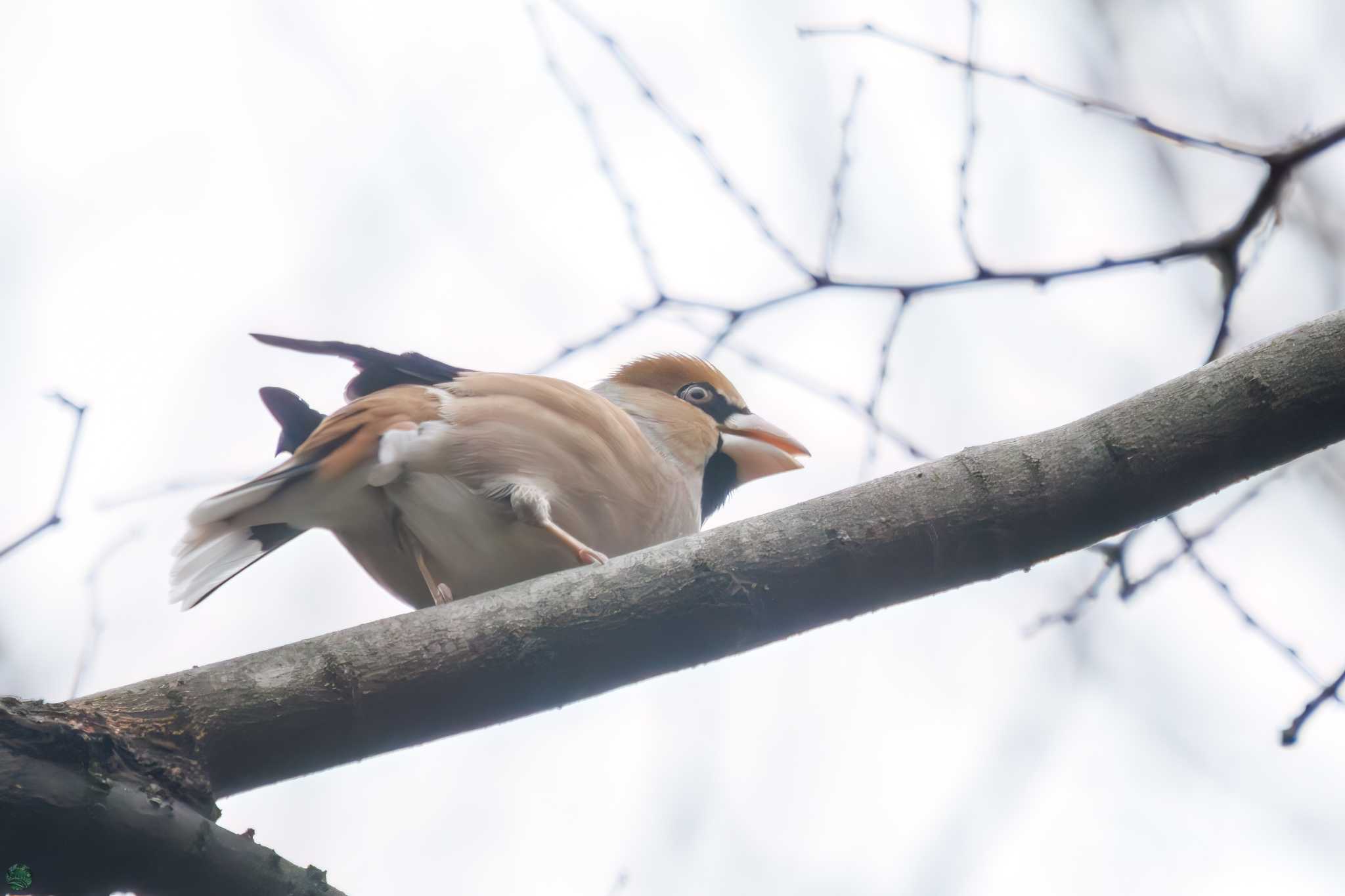 Hawfinch