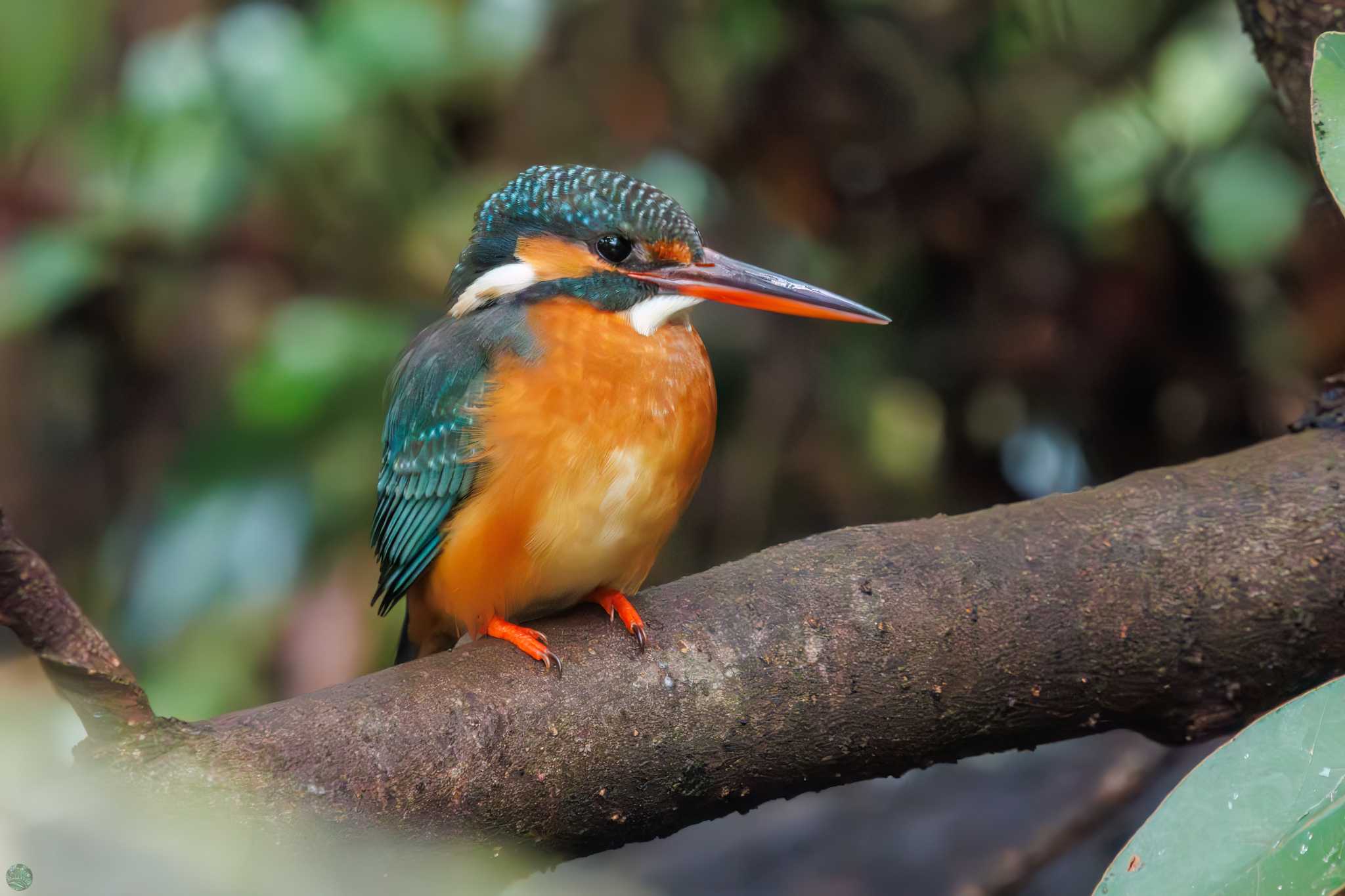 Common Kingfisher