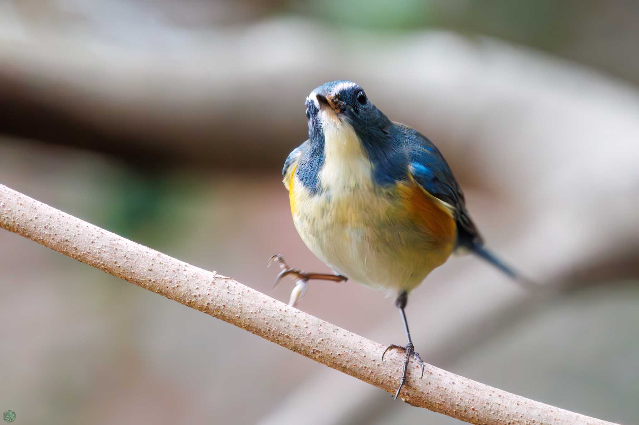 Red-flanked Bluetail