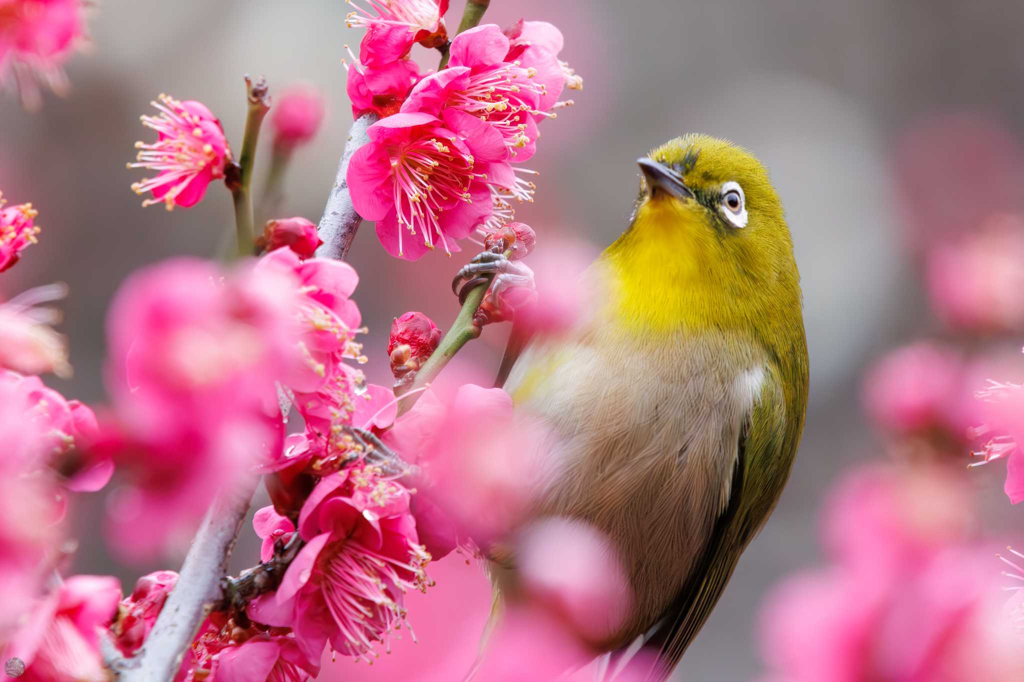 Warbling White-eye