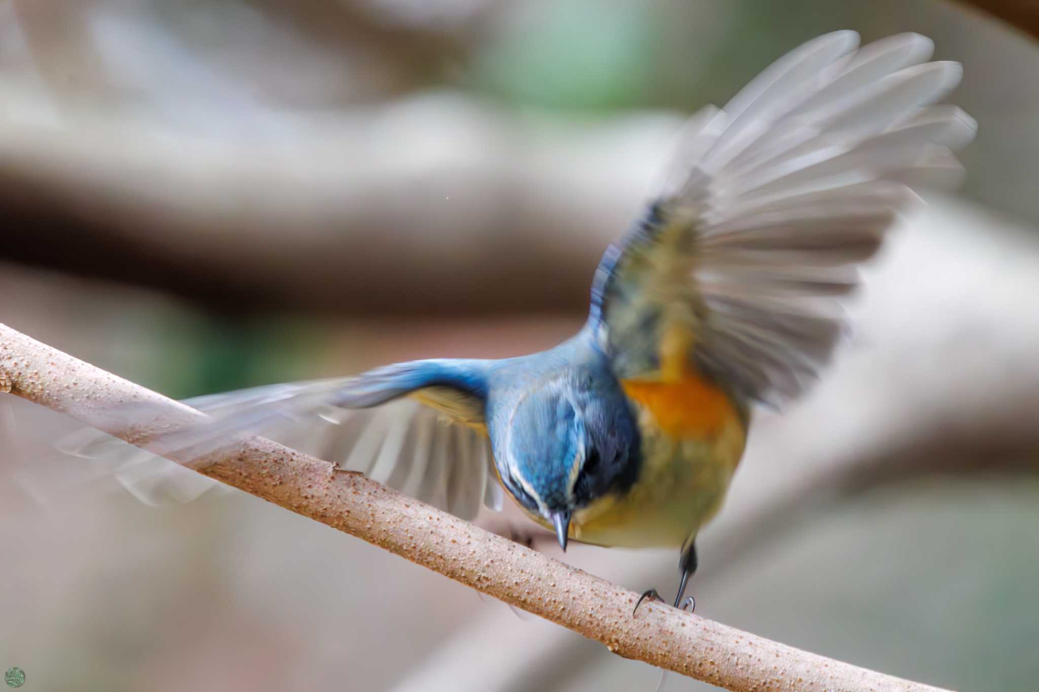 Red-flanked Bluetail