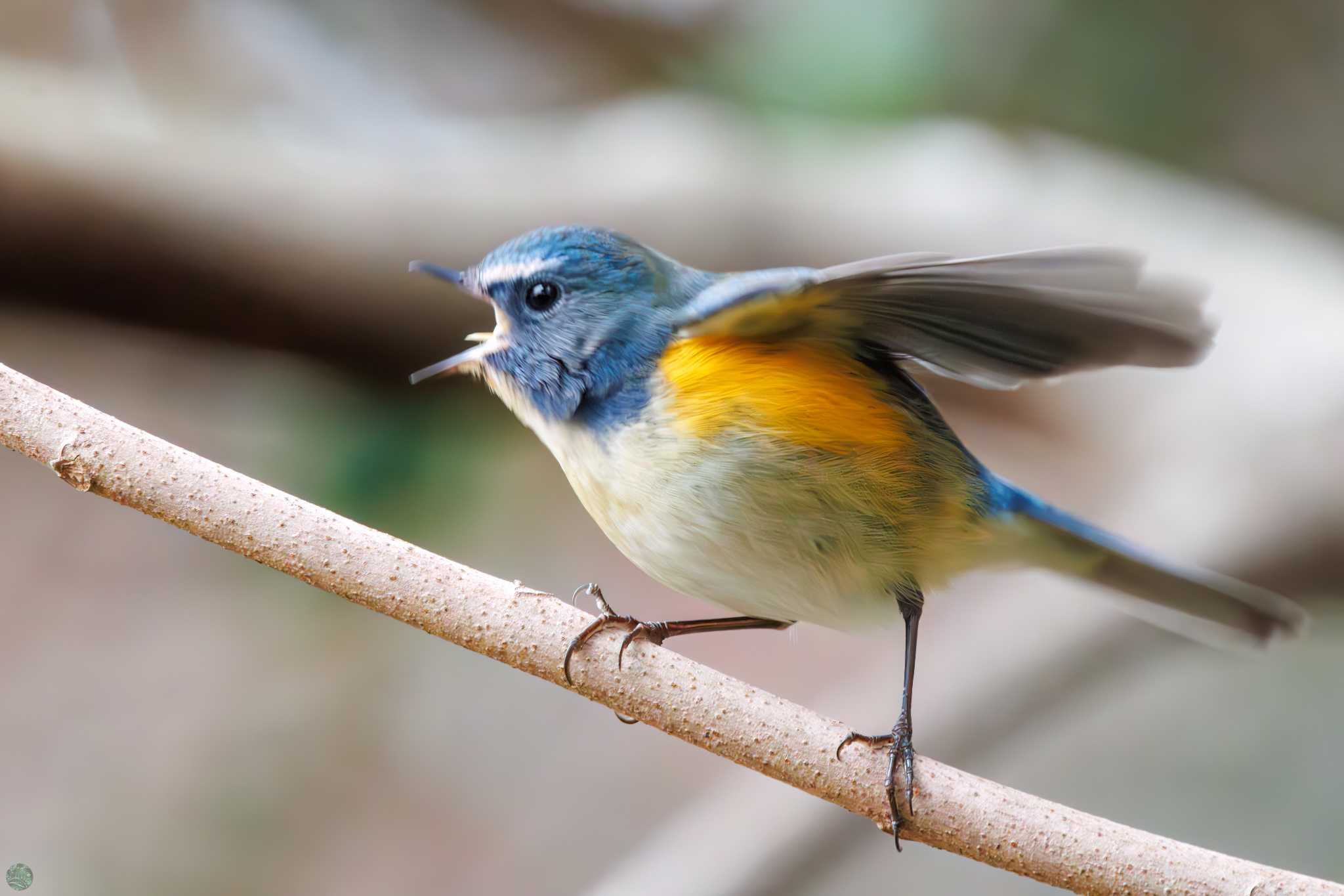 Red-flanked Bluetail