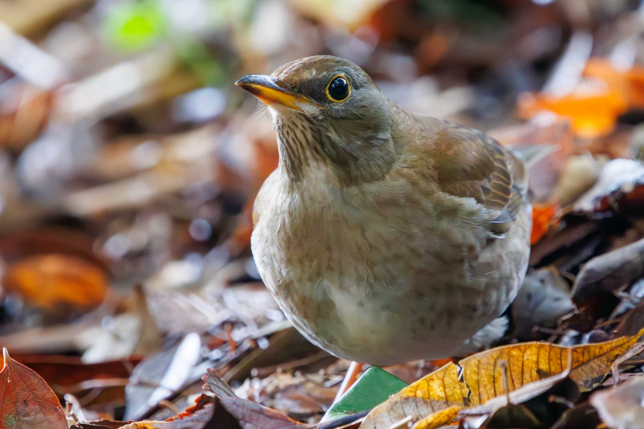 Pale Thrush