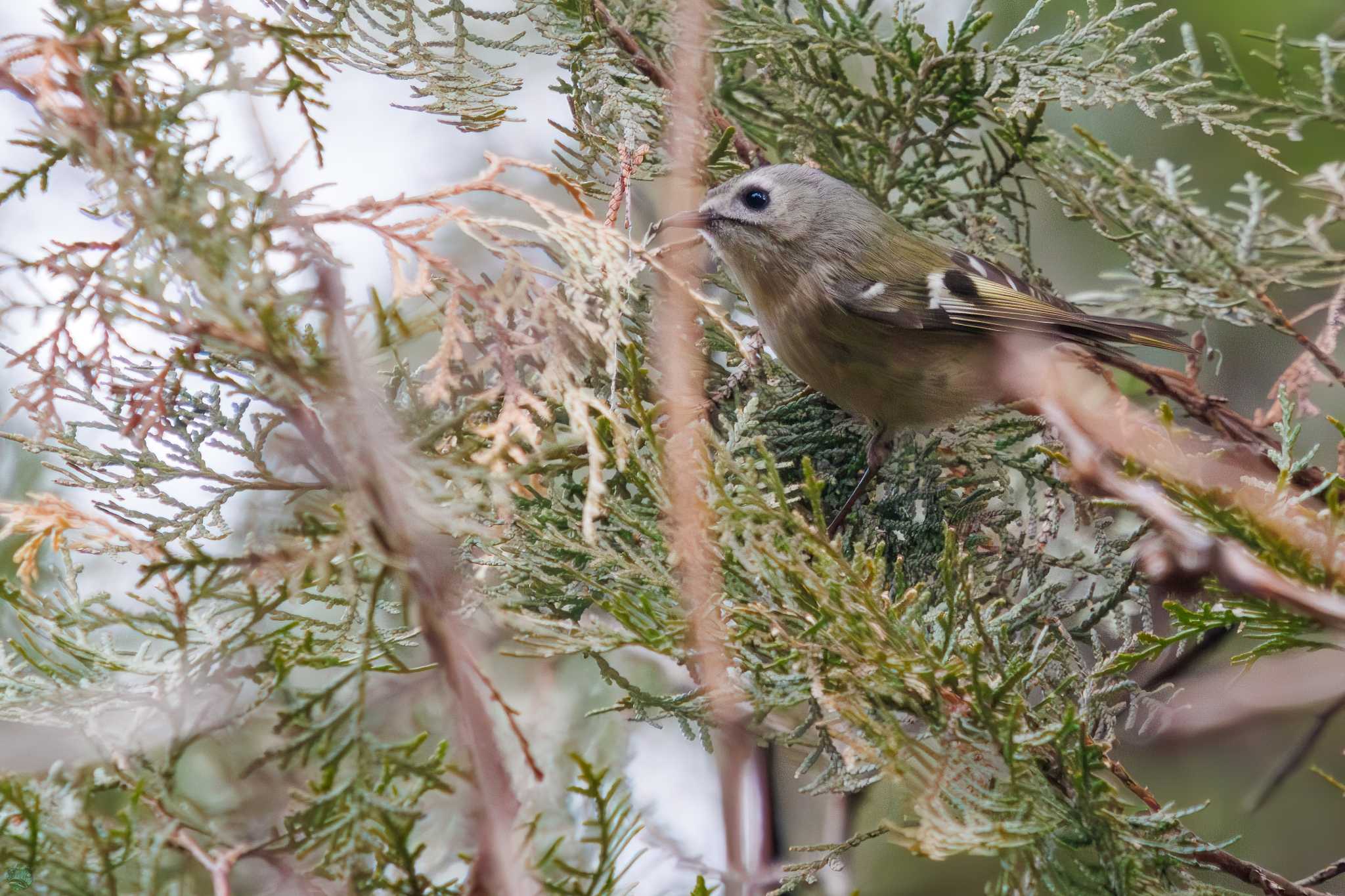 Goldcrest