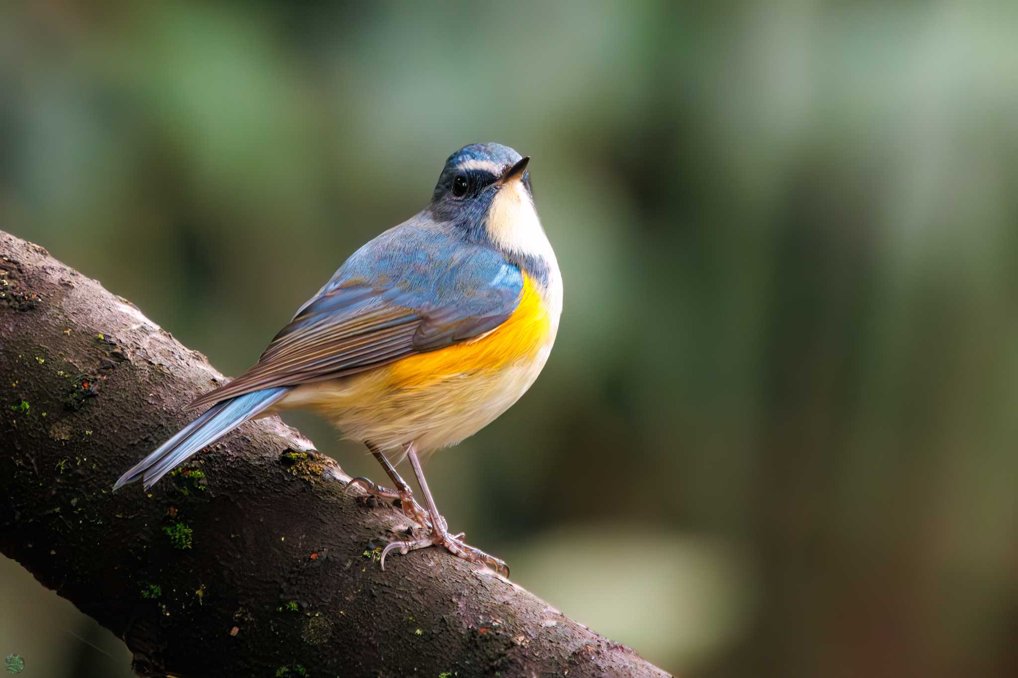 Red-flanked Bluetail