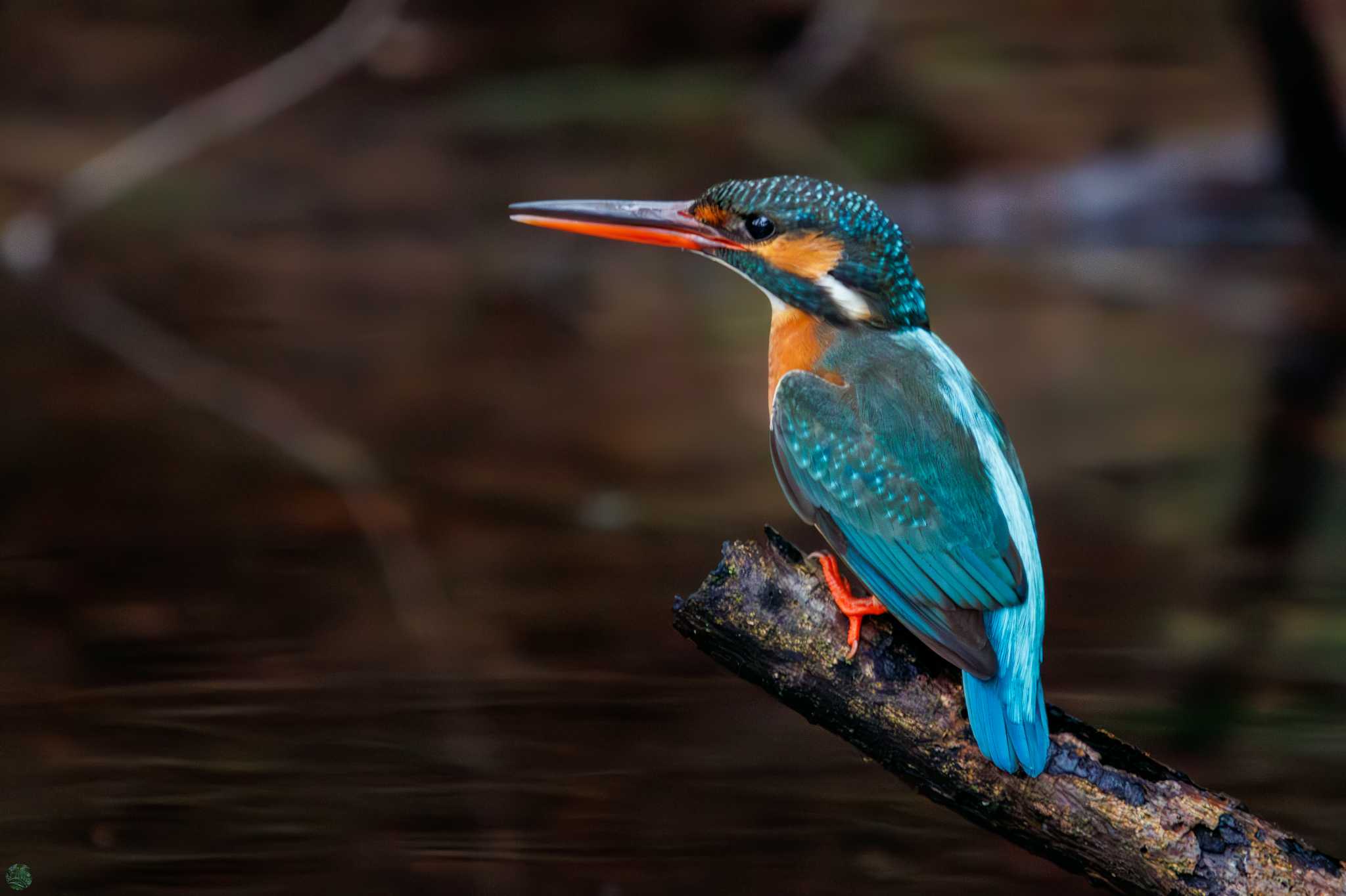 Common Kingfisher