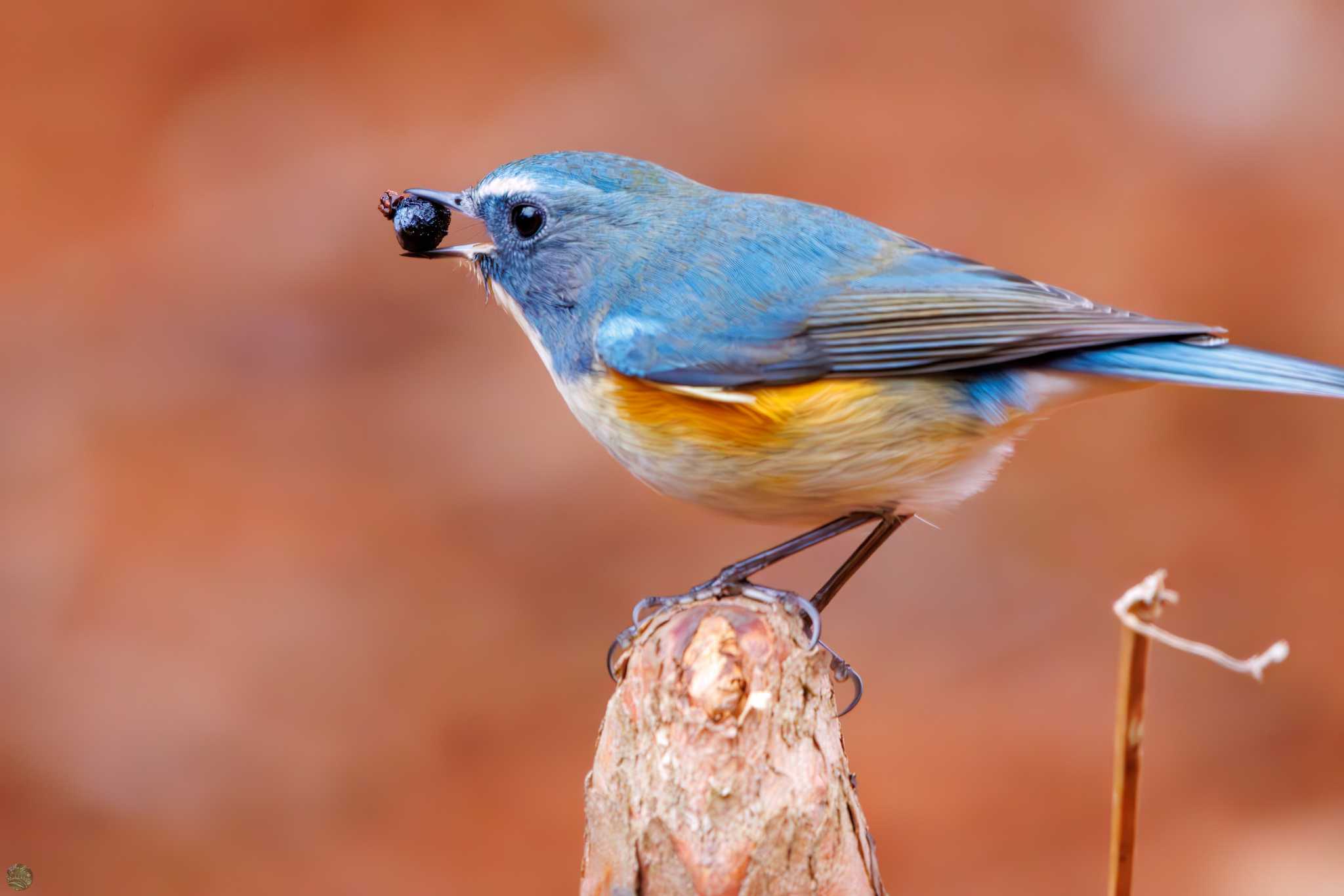 Red-flanked Bluetail