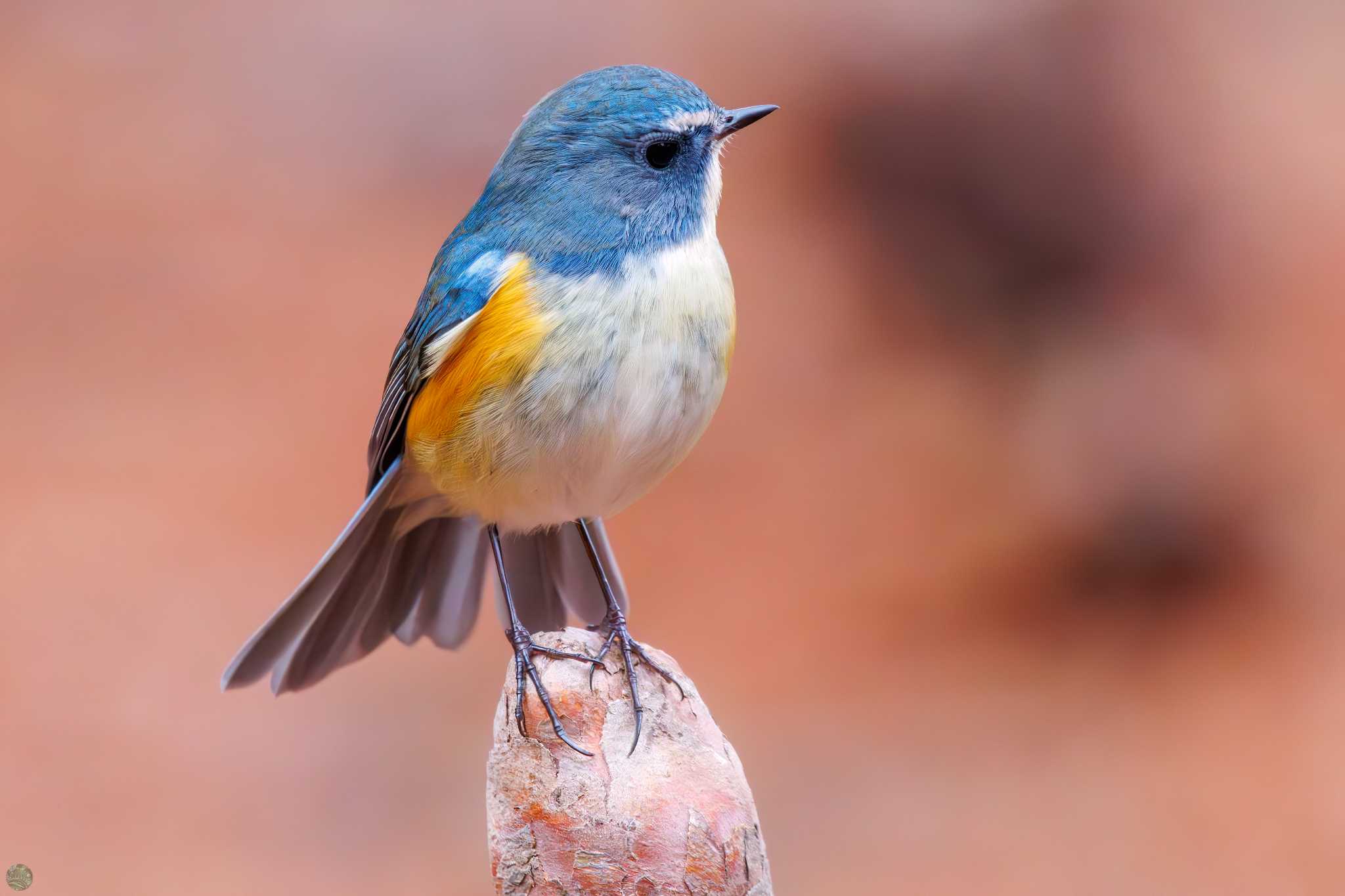 Red-flanked Bluetail