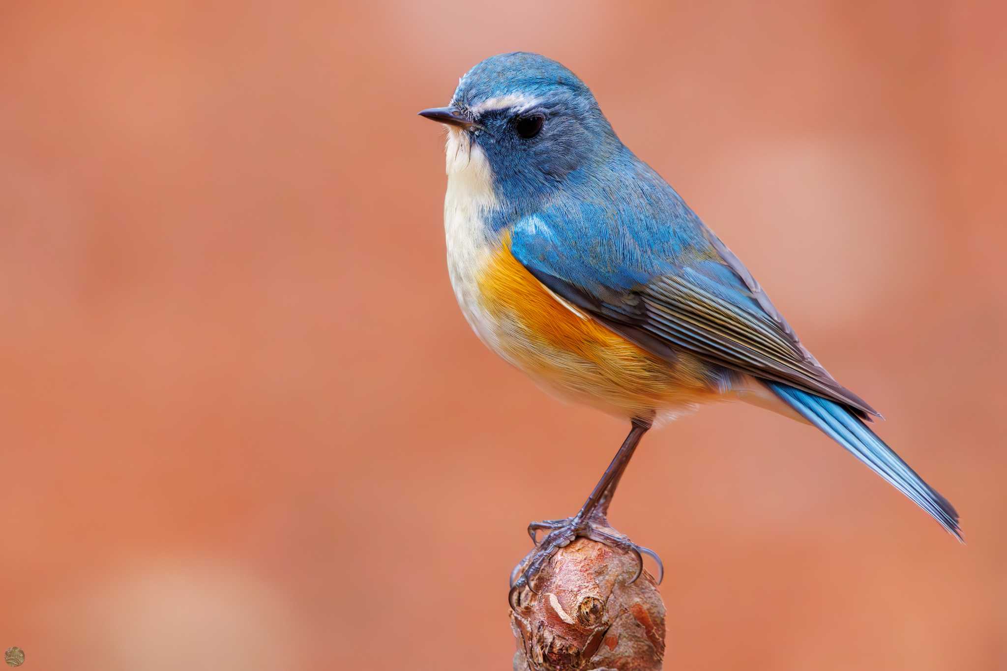 Red-flanked Bluetail