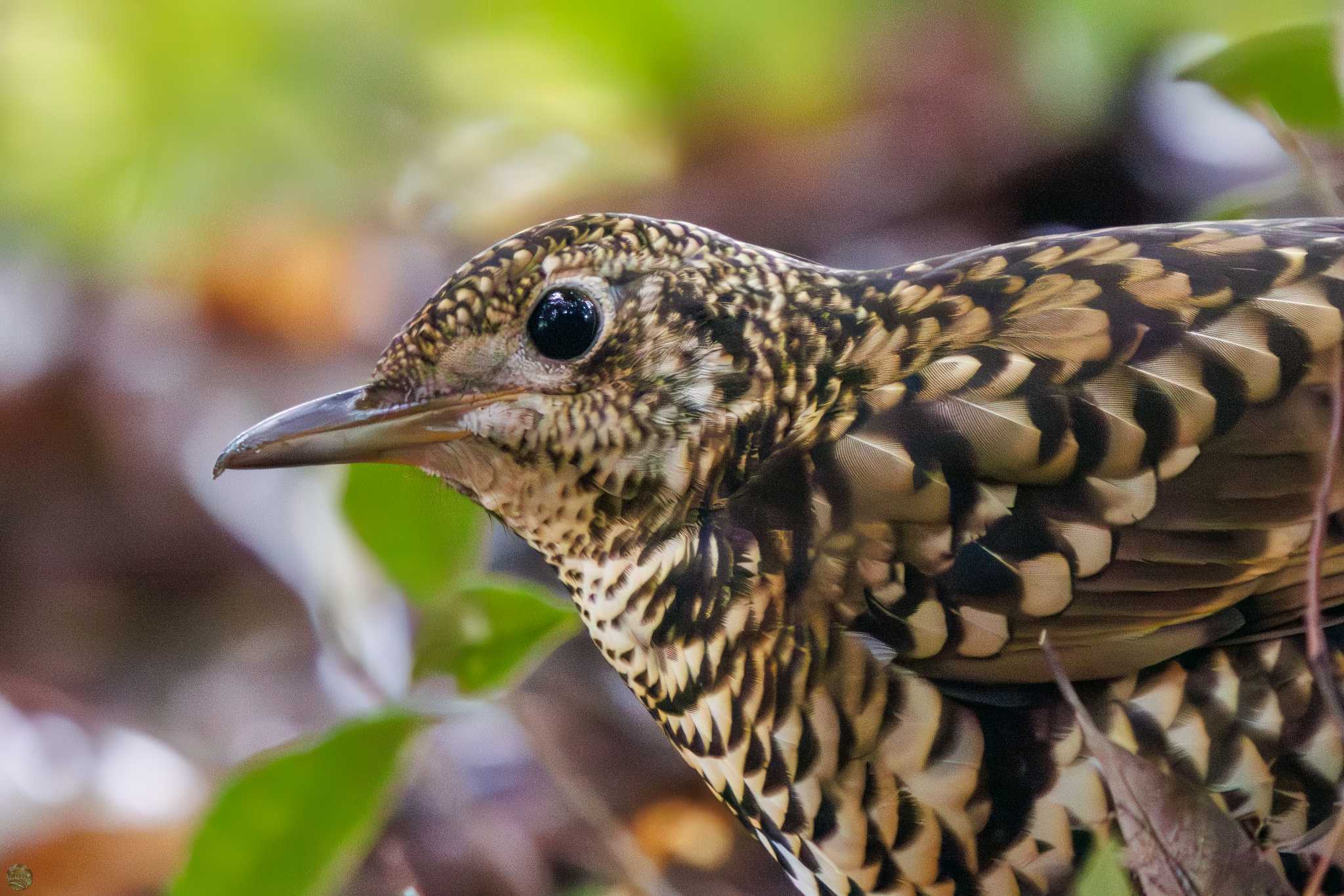 White's Thrush