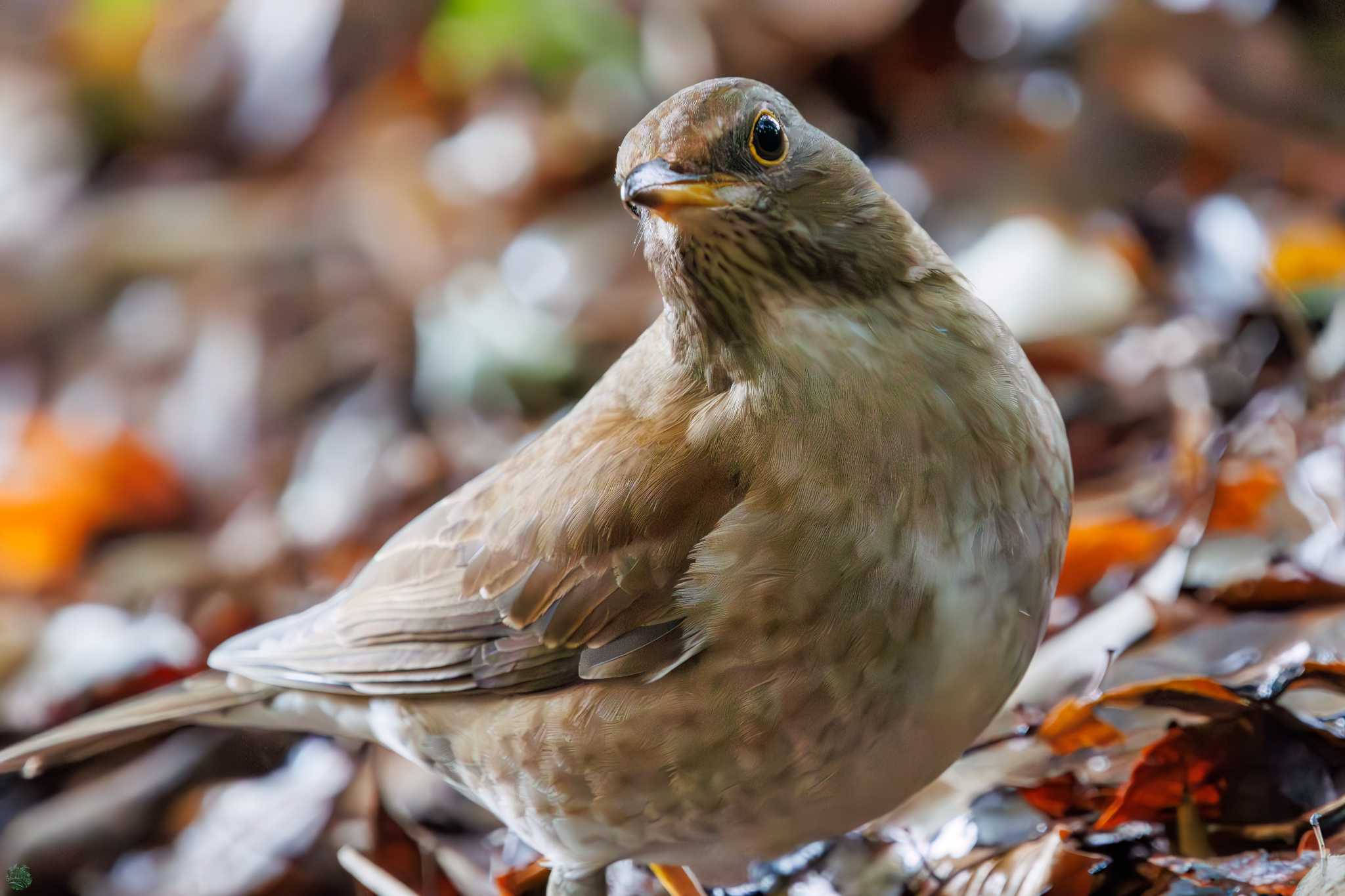 Pale Thrush