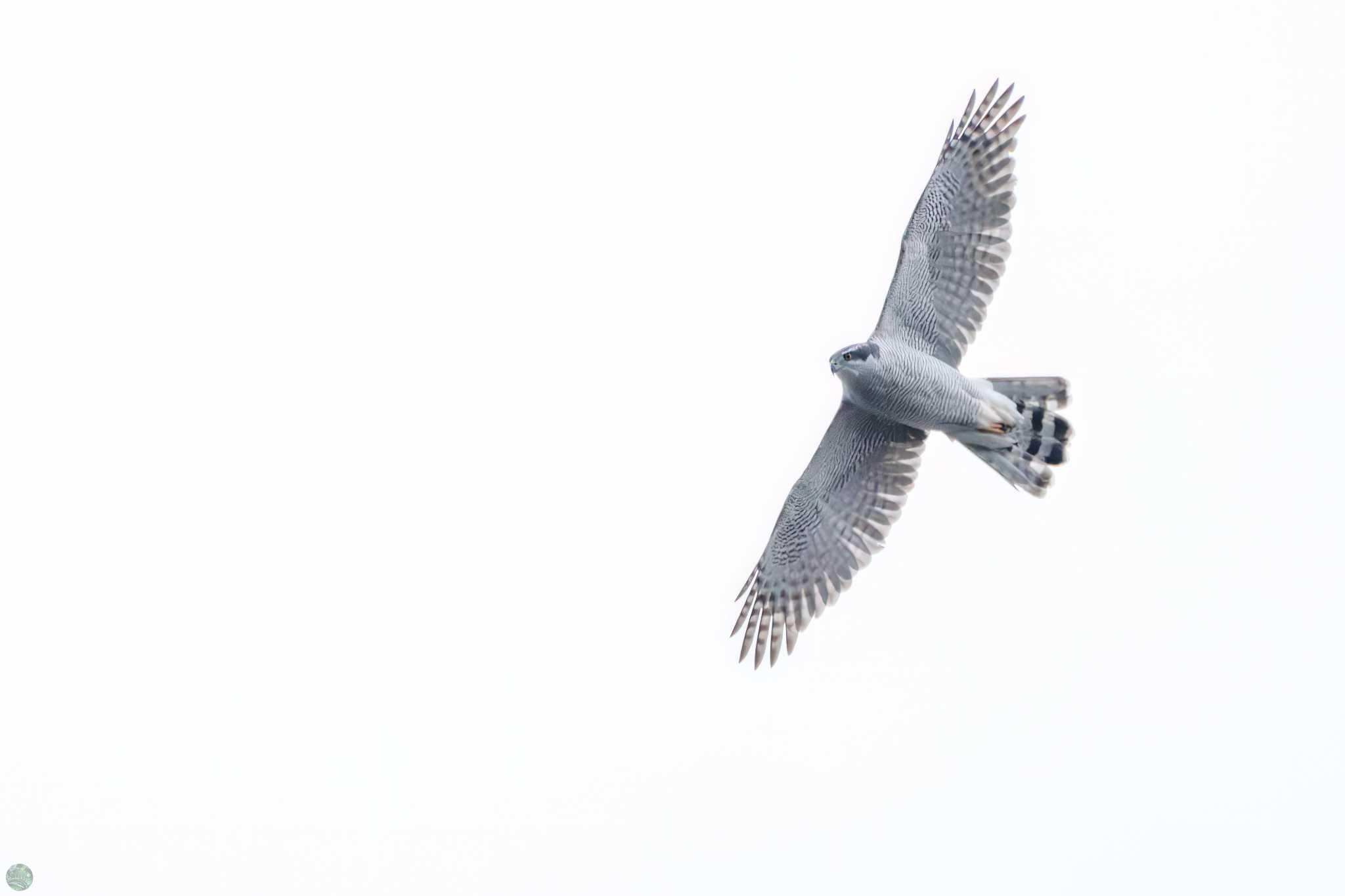 Eurasian Goshawk