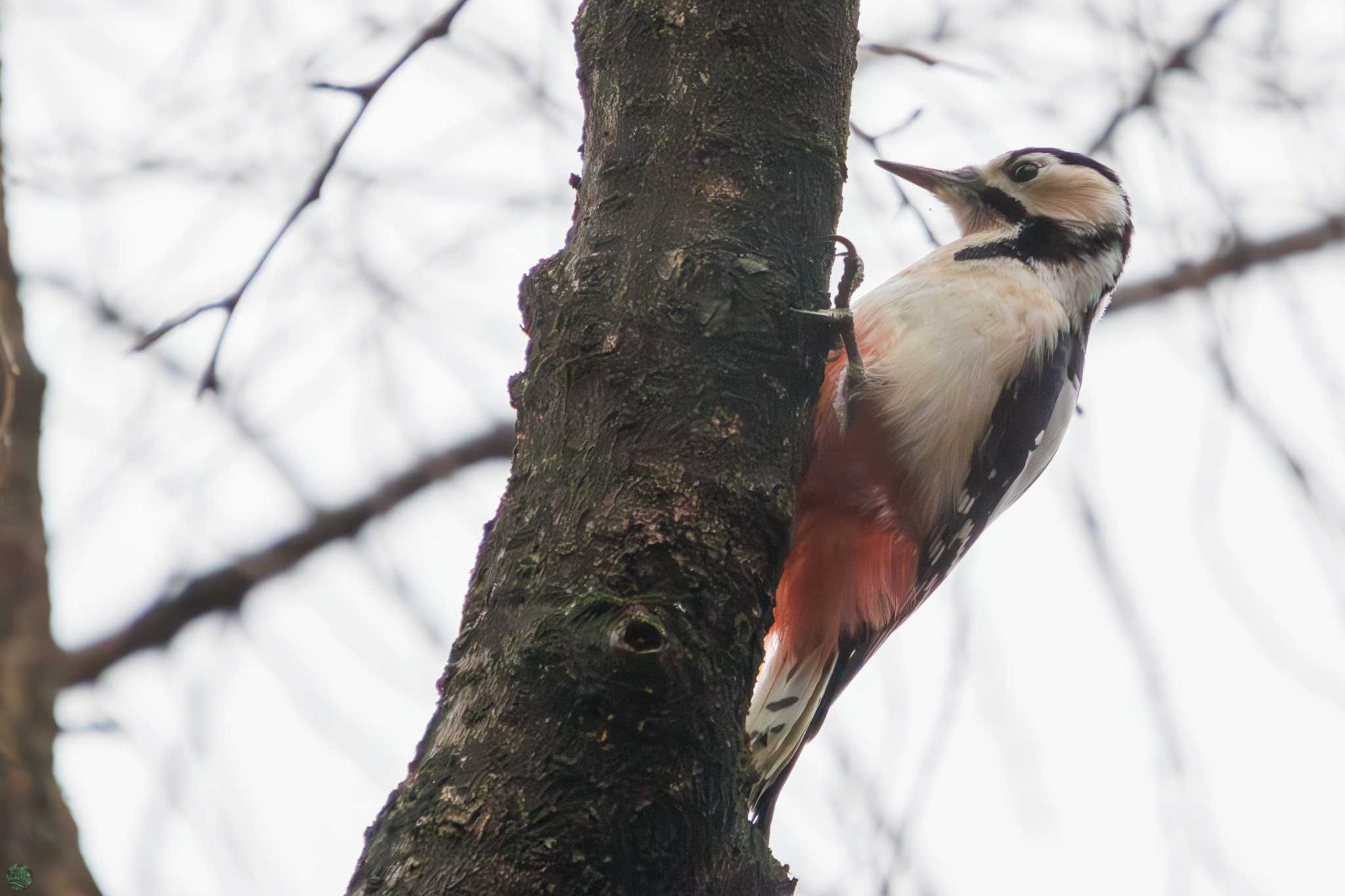 Great Spotted Woodpecker