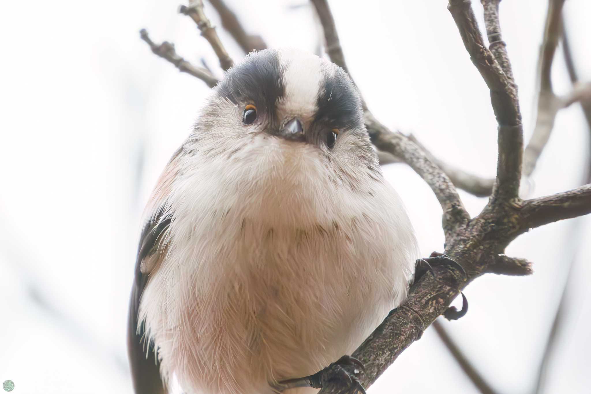 Long-tailed Tit