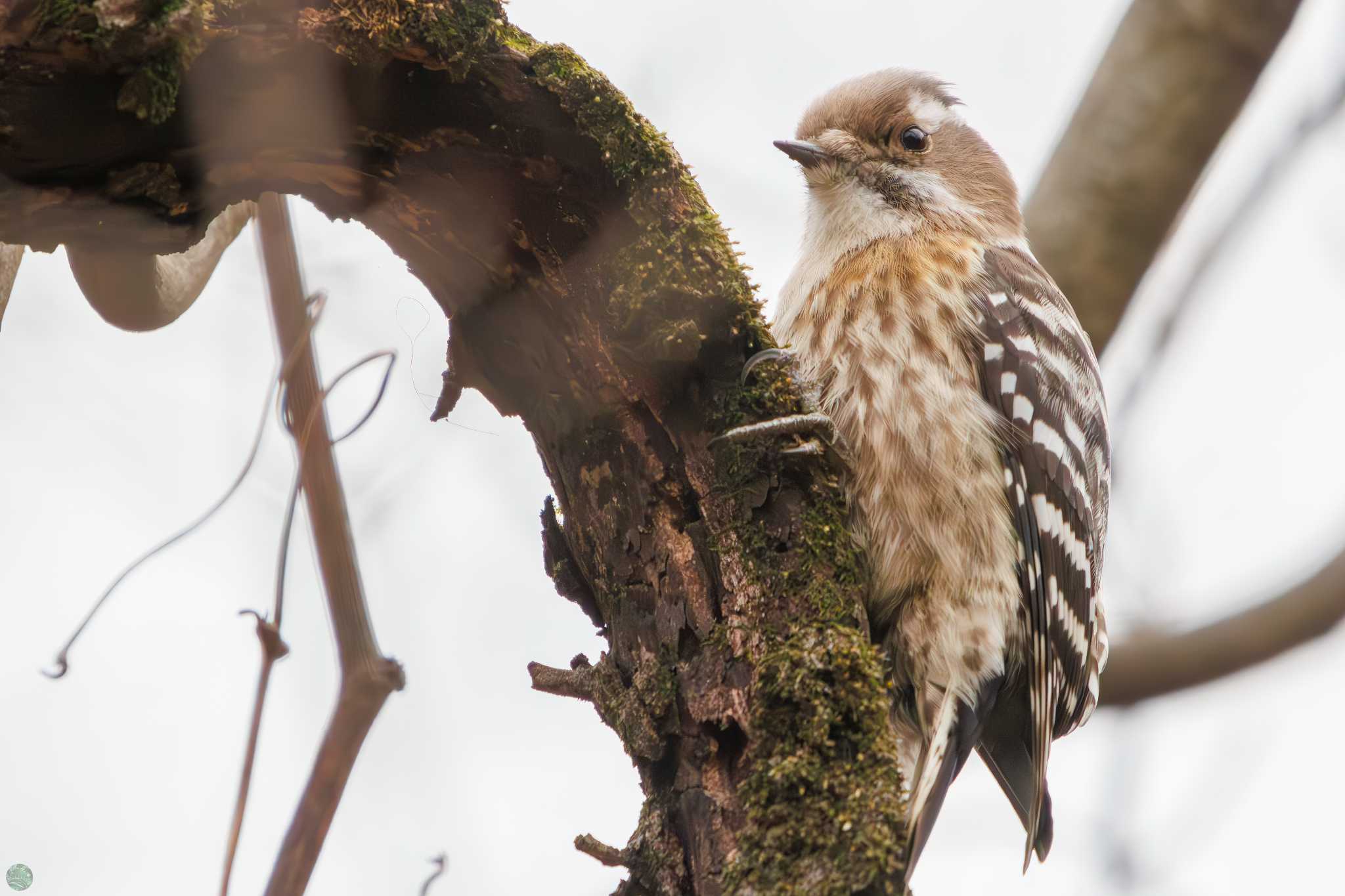 Japanese Pygmy Woodpecker