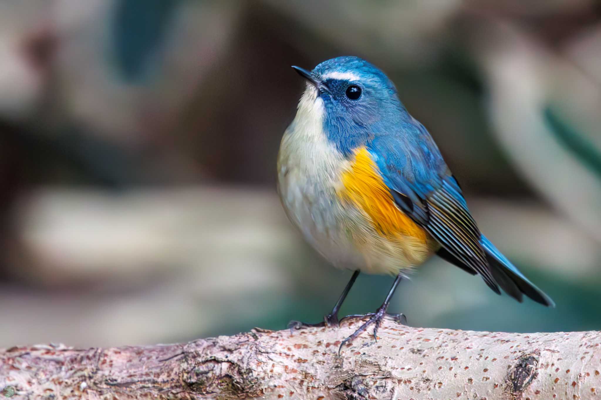 Red-flanked Bluetail