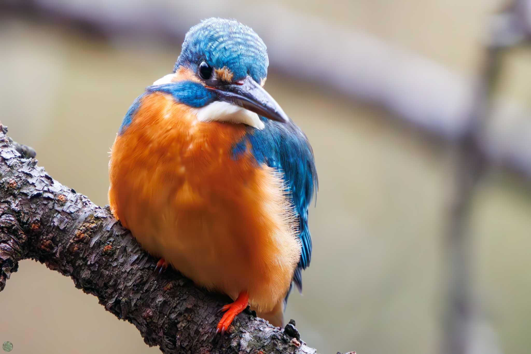 Common Kingfisher