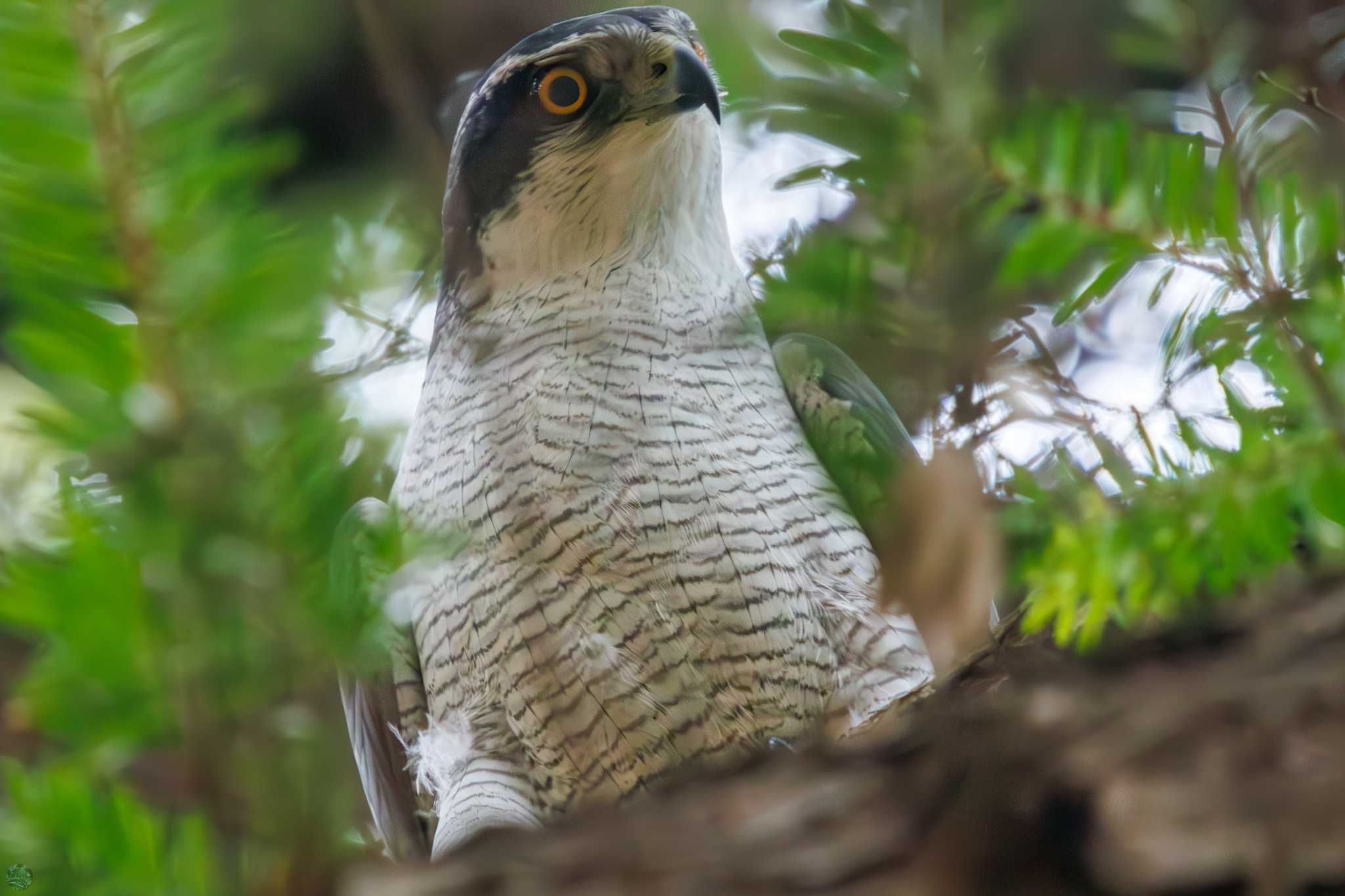 Eurasian Goshawk