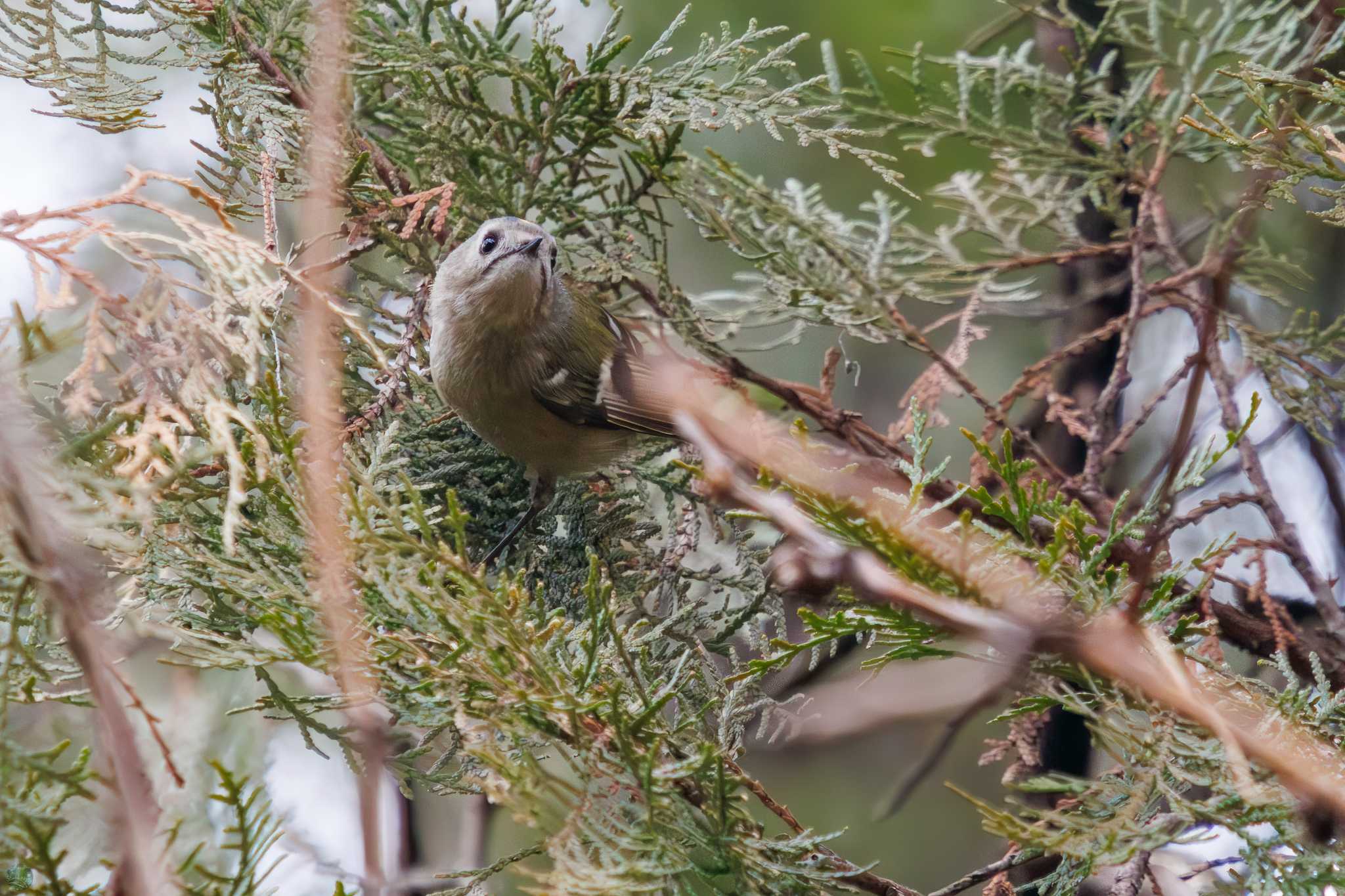 Goldcrest