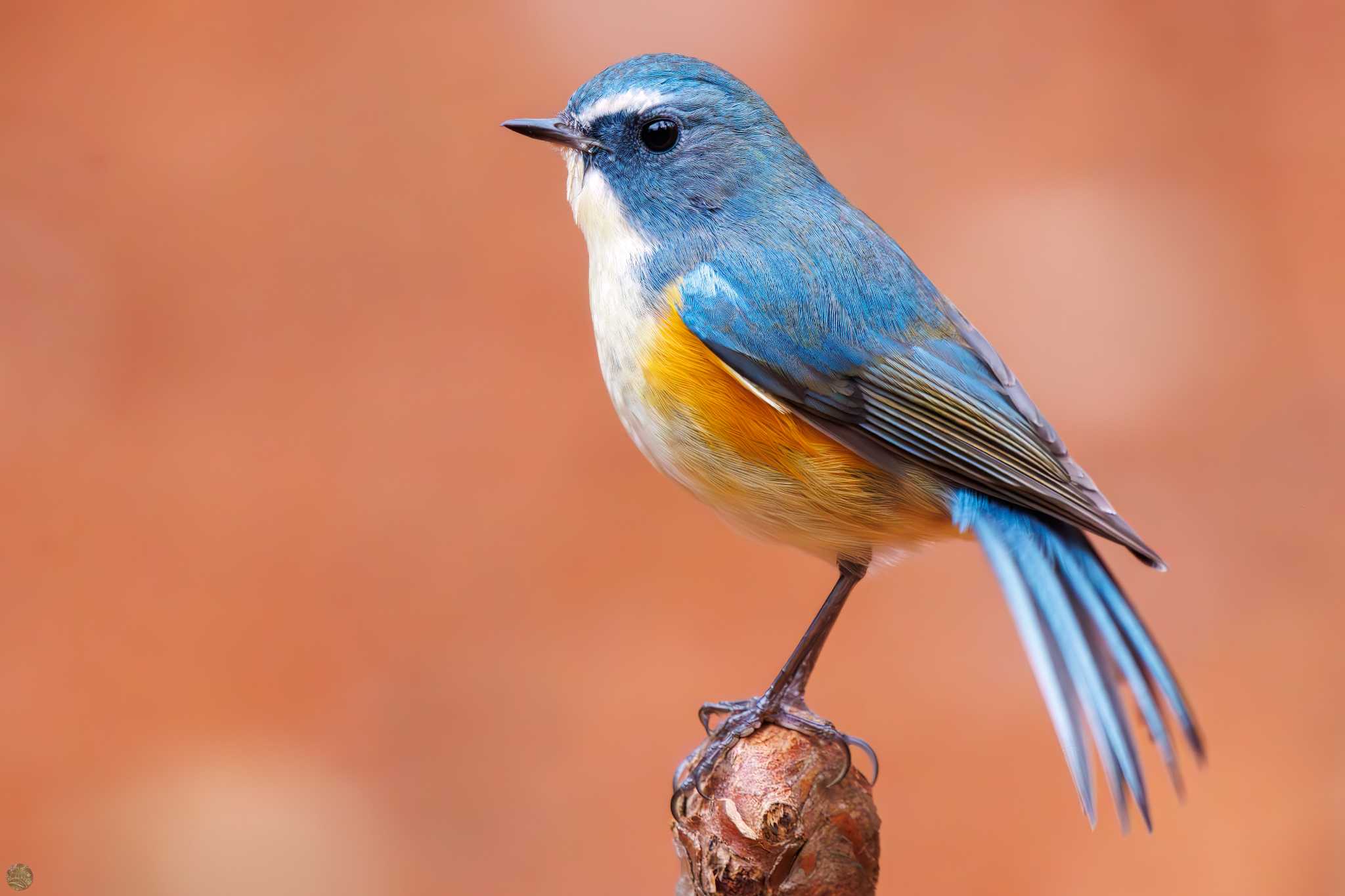 Red-flanked Bluetail