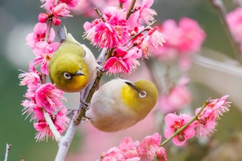 2024年2月4日(日) 小石川植物園の野鳥観察記録