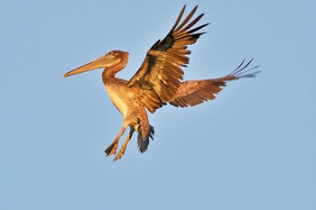 Brown Pelican Puntarenas Port Sun, 2/11/2024