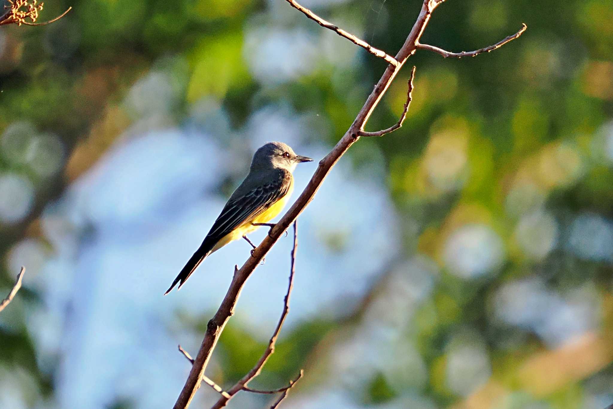 Photo of Tropical Kingbird at San Gerardo De Dota (Costa Rica) by 藤原奏冥