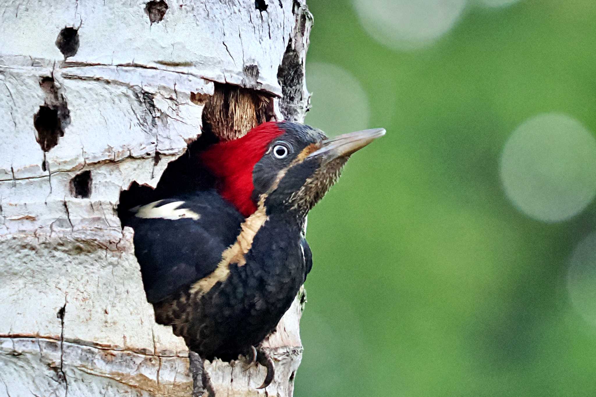 Photo of Lineated Woodpecker at Tarcoles River Cruise(Costa Rica) by 藤原奏冥