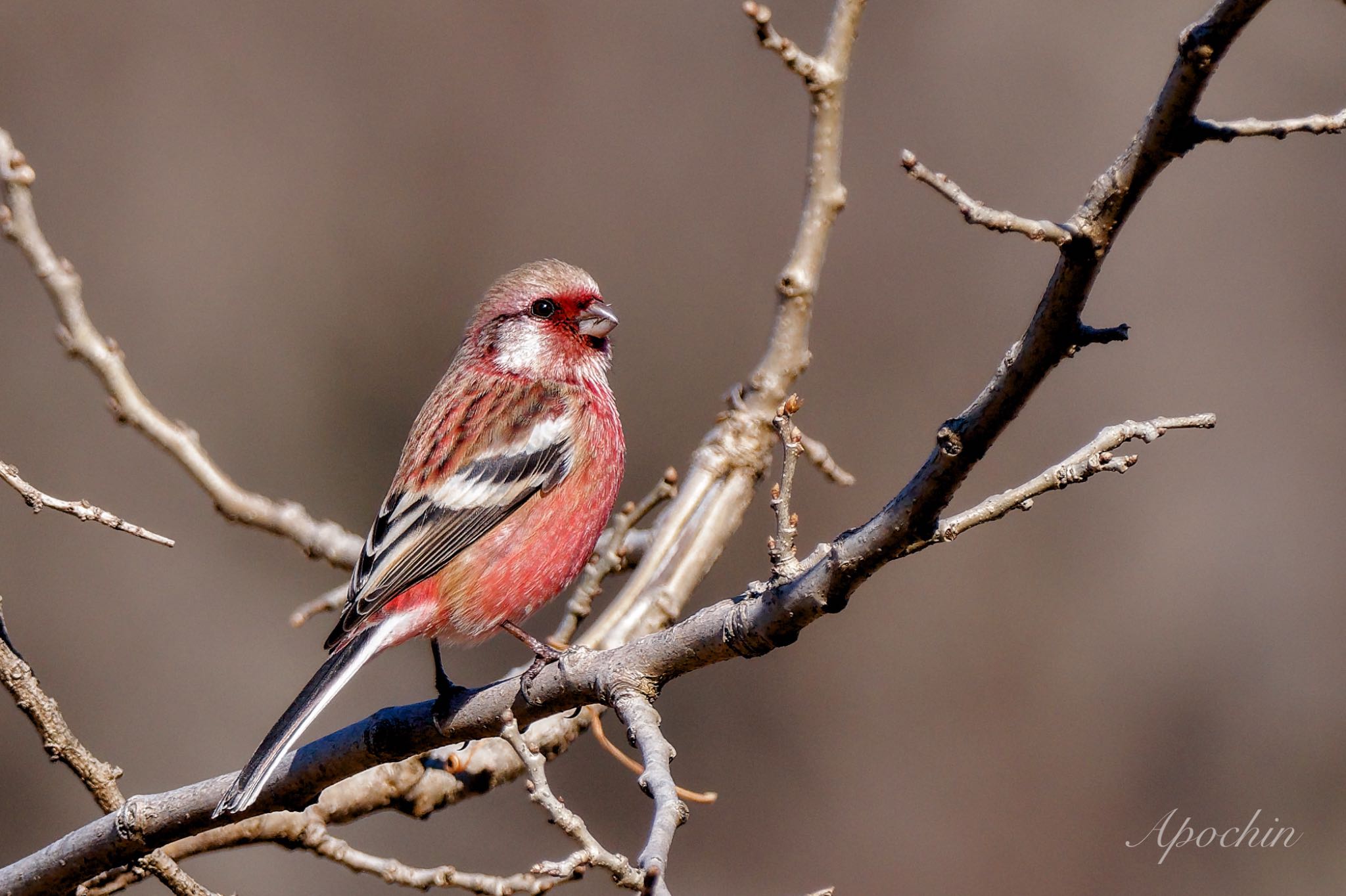 Siberian Long-tailed Rosefinch