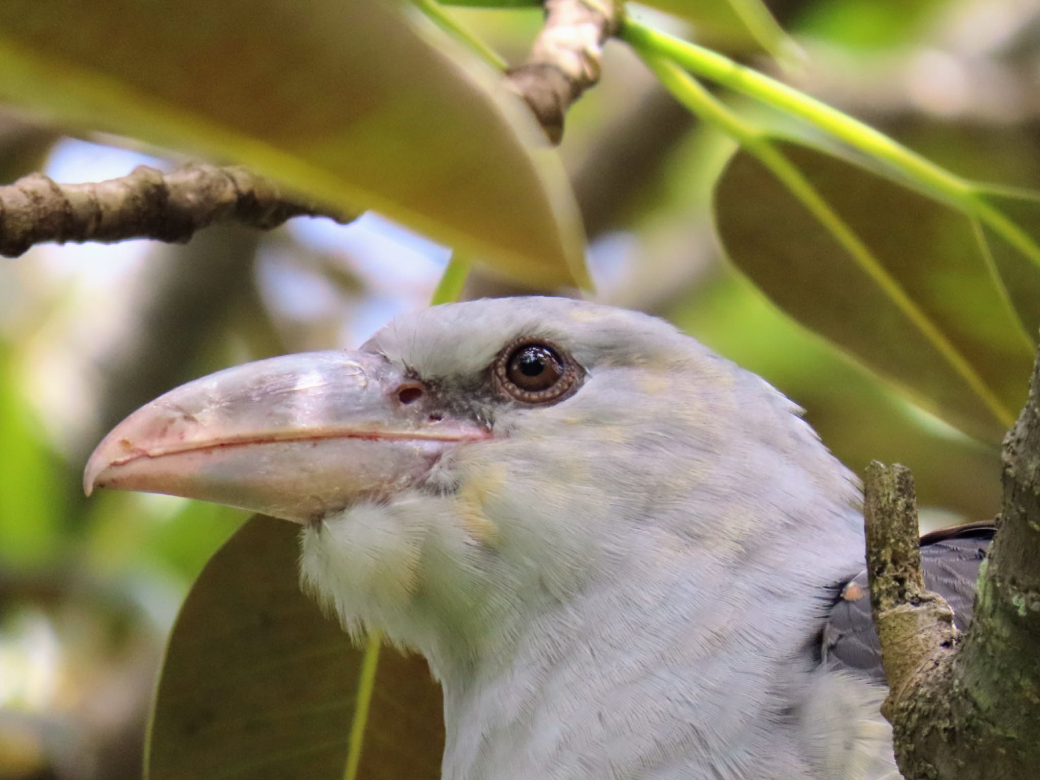 Photo of Channel-billed Cuckoo at Centennial Park (Sydney) by Maki