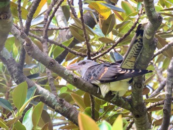 Channel-billed Cuckoo Centennial Park (Sydney) Fri, 2/2/2024