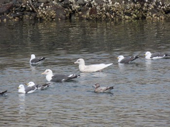 Glaucous Gull 志津川湾 Thu, 2/15/2024