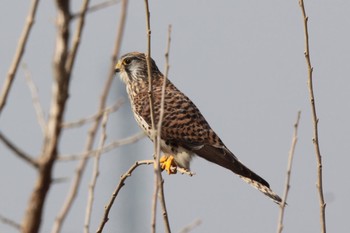 Common Kestrel Unknown Spots Thu, 2/15/2024