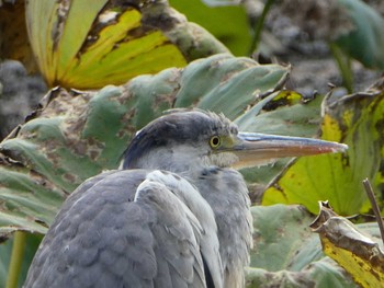 2018年11月24日(土) 薬師池公園の野鳥観察記録