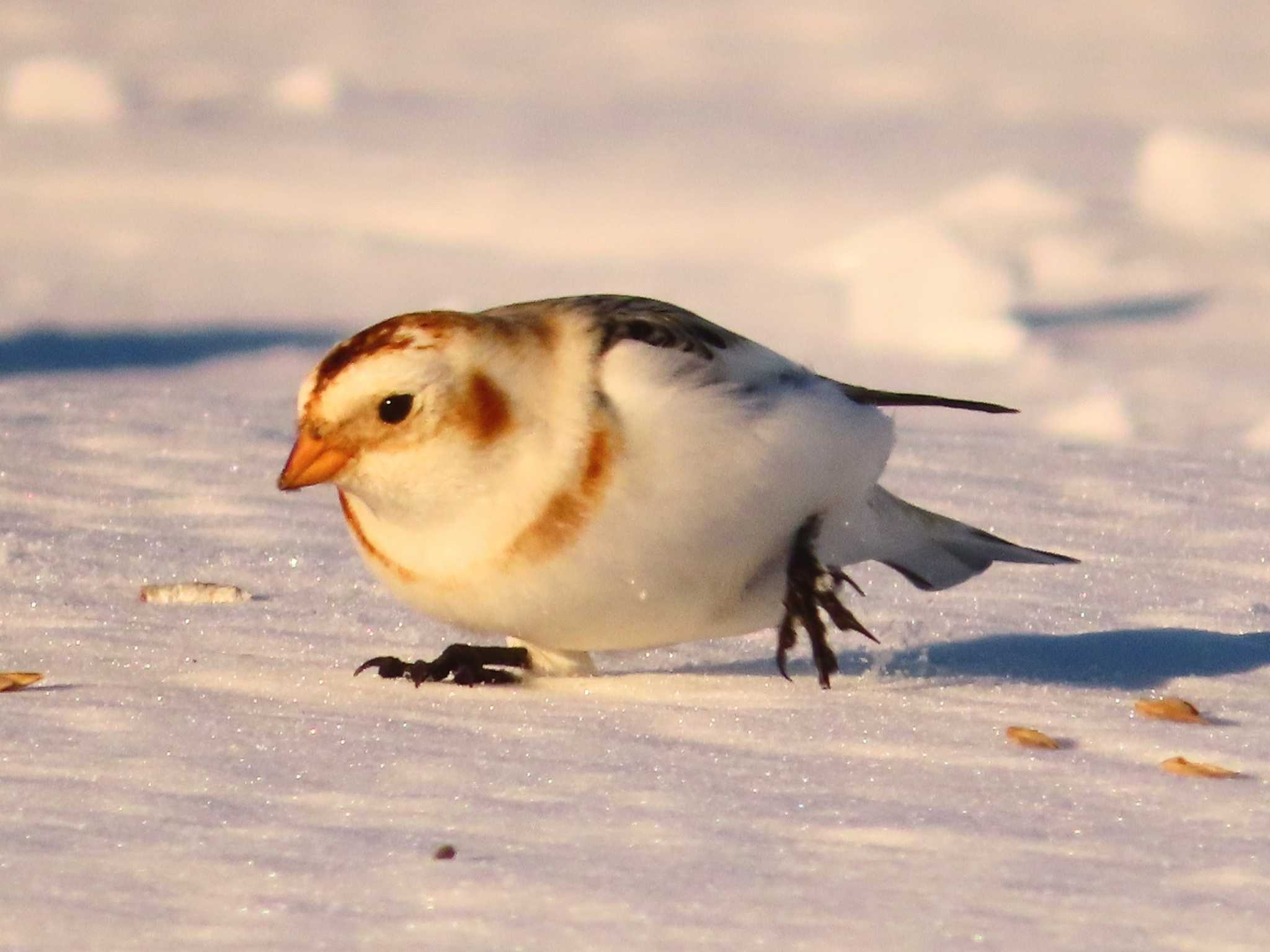 Snow Bunting