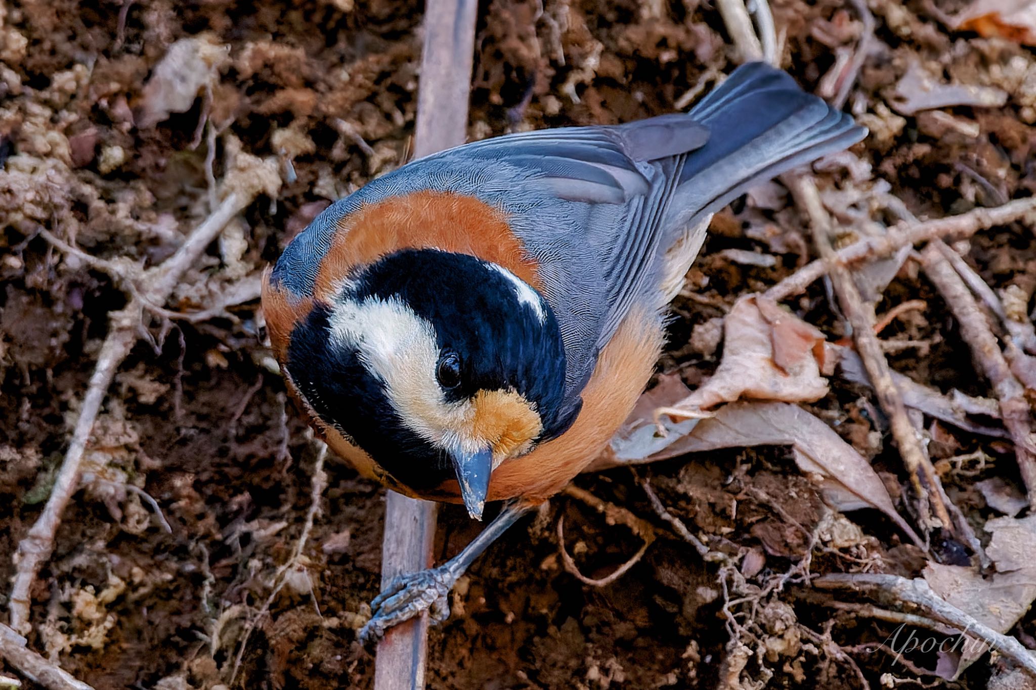 Photo of Varied Tit at Kitamoto Nature Observation Park by アポちん