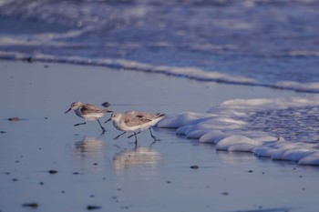 ミユビシギ 小沢渡町海岸 2023年2月18日(土)